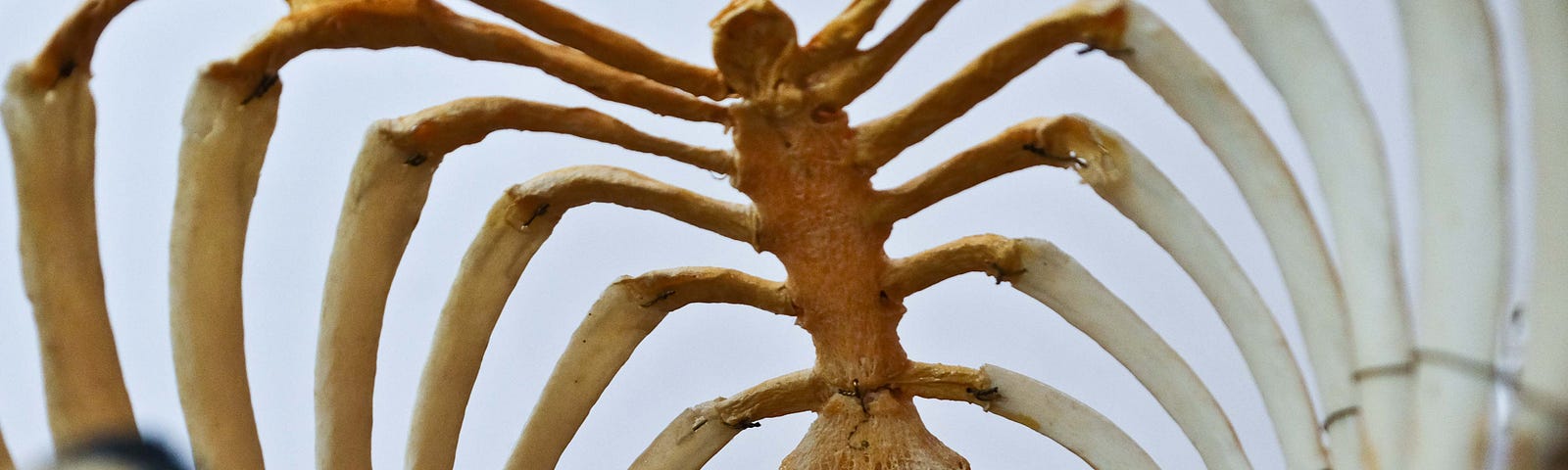A skeletal rib cage is pictured with the spinal column at the base of the photo.