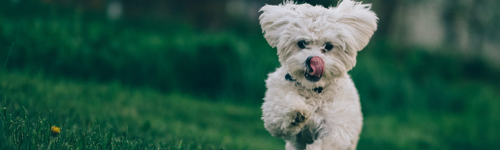 A cute white pup runs across the yard.