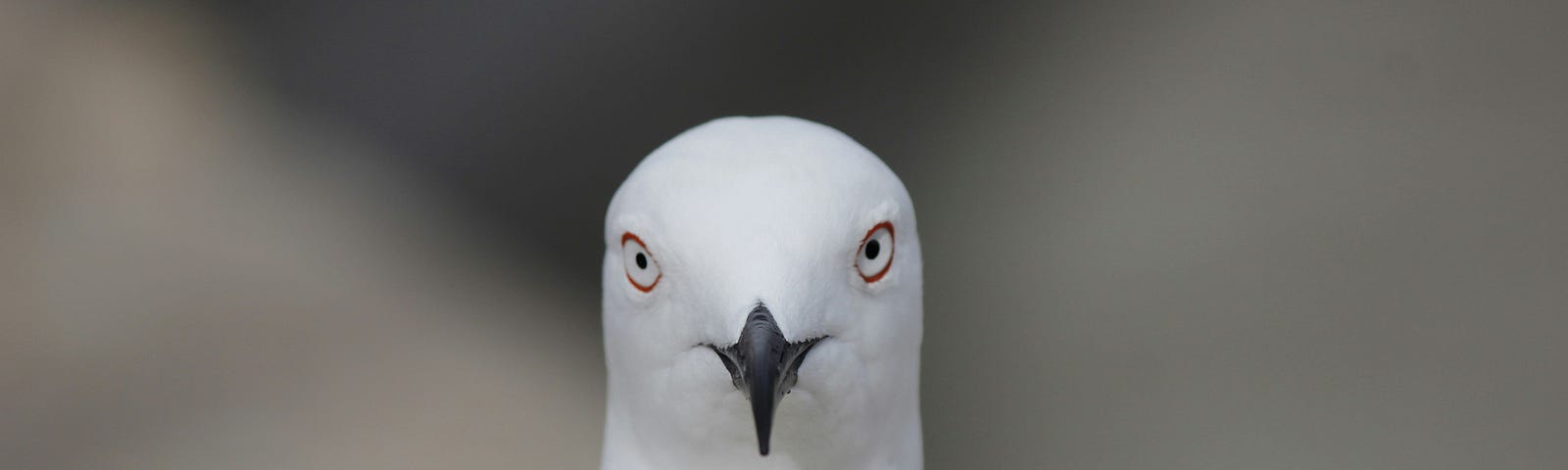 A close-up of a white pigeon with a focused, almost stern expression. The bird’s sharp beak and intense eyes create a striking and somewhat humorous portrait.
