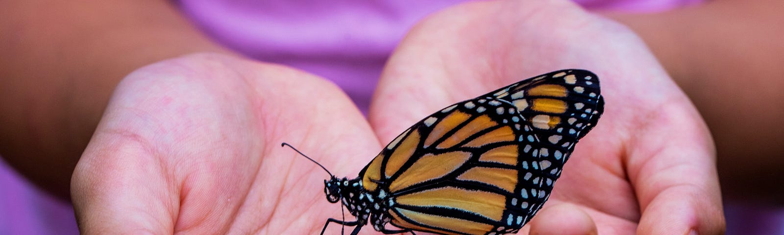 A butterfly in the palm of a woman’s hand. She is wearing a purple dress.