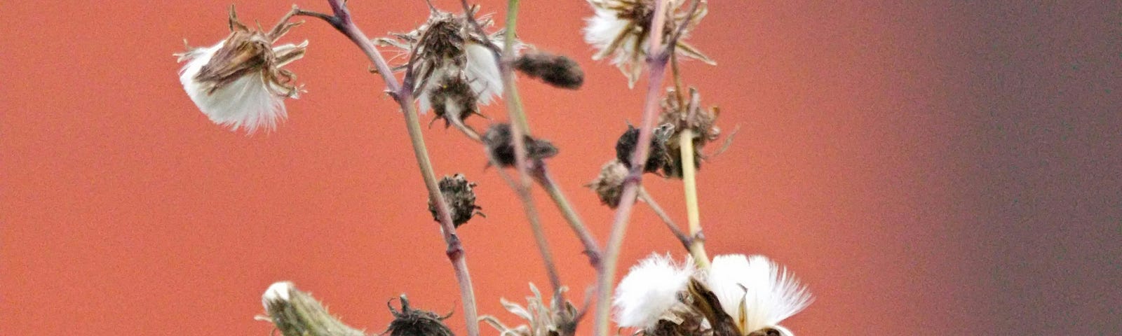 Dandelion plant