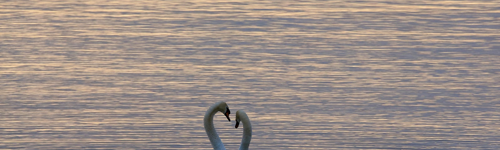 two swans closed in a half embrace