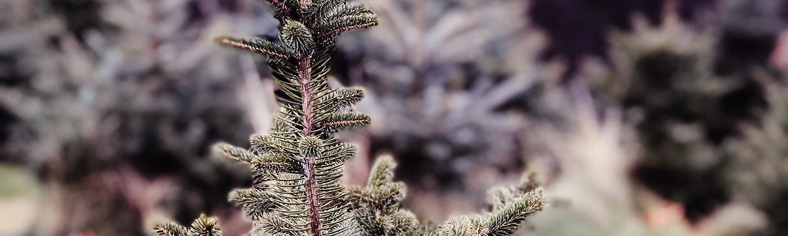 Portrait of a small Christmas tree at a Christmas tree farm