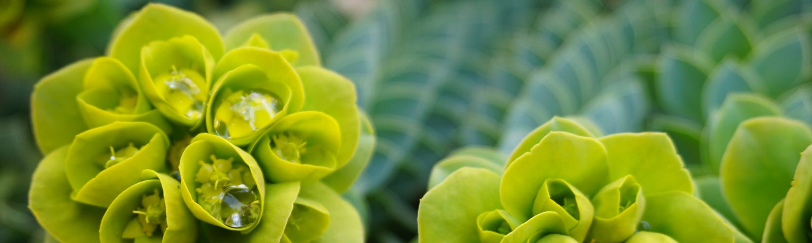 An image of lovely light-green sedum stonecrop flowers in a hazy background of dark-green foliage.