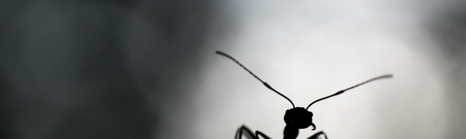 Black and white photo of an ant