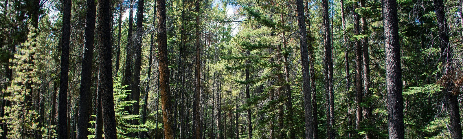 A quiet tree-lined trail, early morning light.