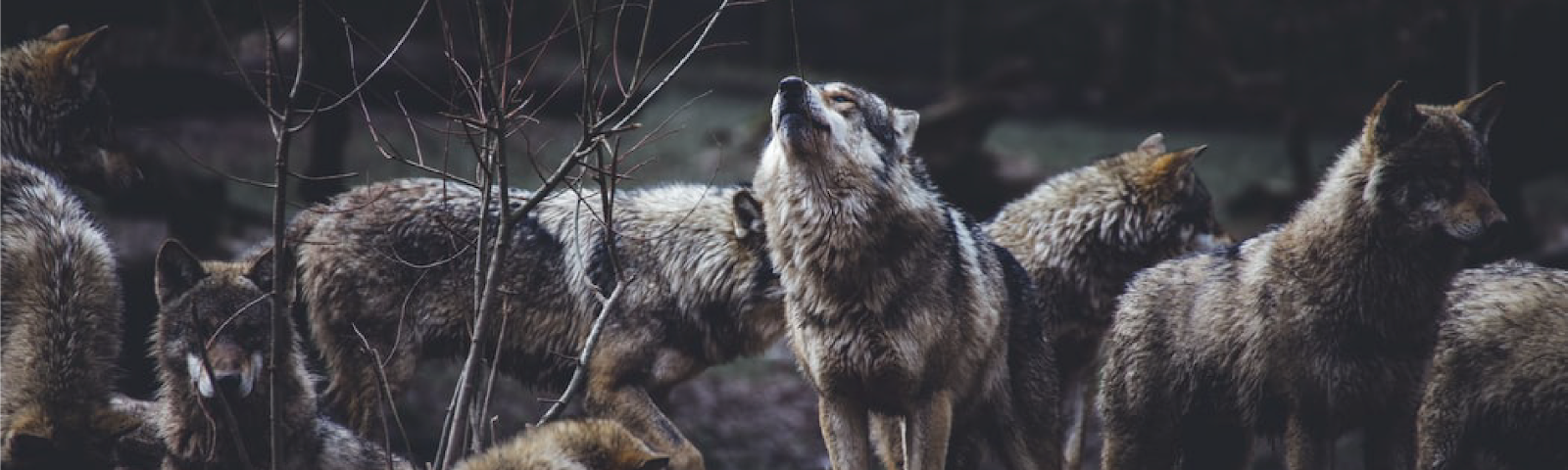A group of wolves and one of them is howling.