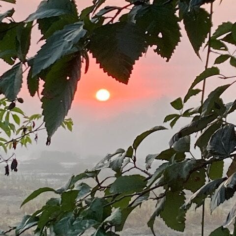a view of the sun at sunrise seen by looking through the branches of a tree