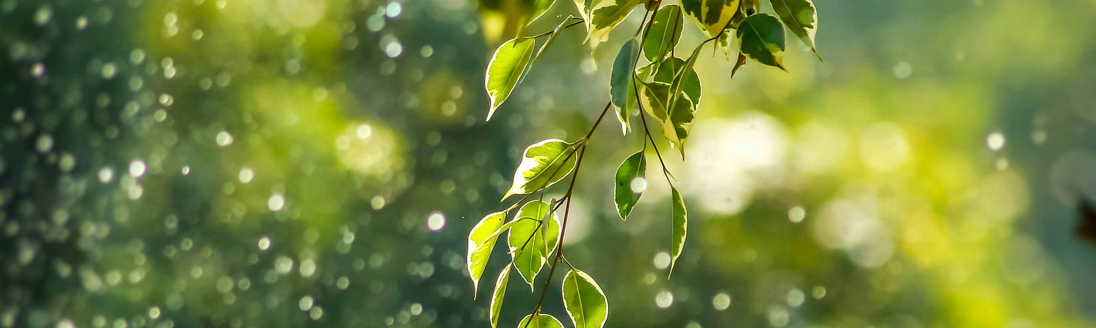 blurry green background with circles of light and close up of leaves from a tree branch. the sun is in the distance- a beautiful nature scene