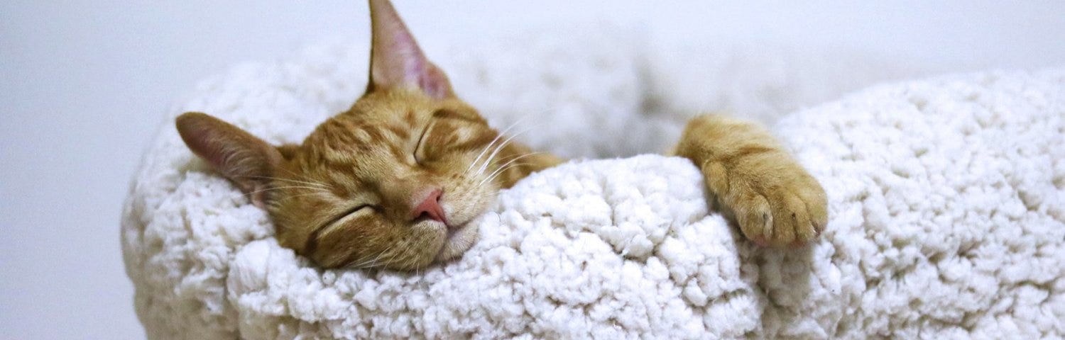 orange cat lounging in white cat bed