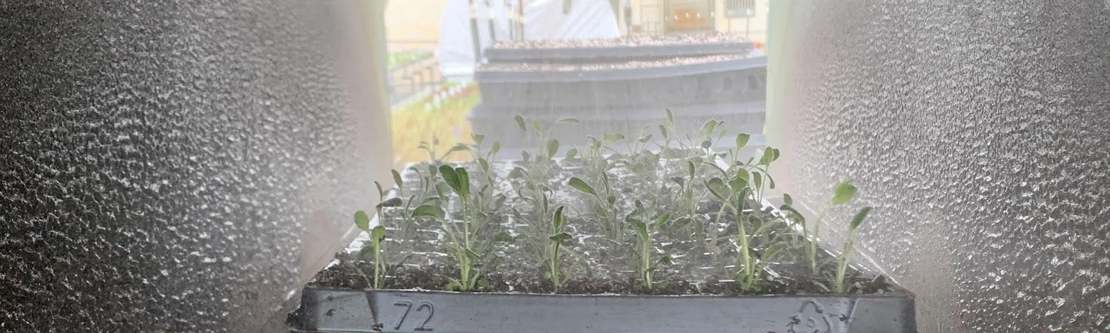 Flat of newly planted seedlings in a mist tunnel.