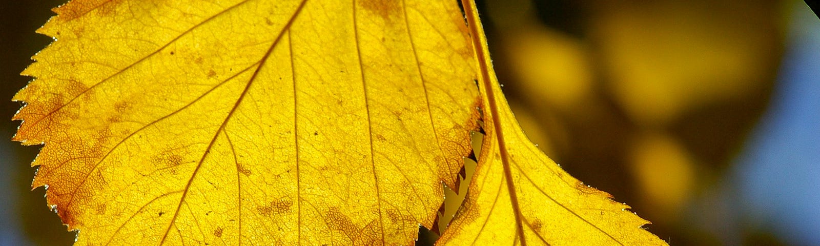 A cluster of two yellow leaves fill the frame. The bottom leaf has small holes, and the edges of both leaves are browning. The background is a blurred sky.