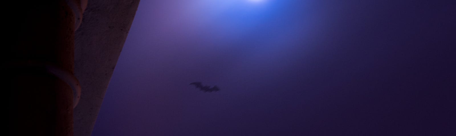 A bat flying in front of the moon.