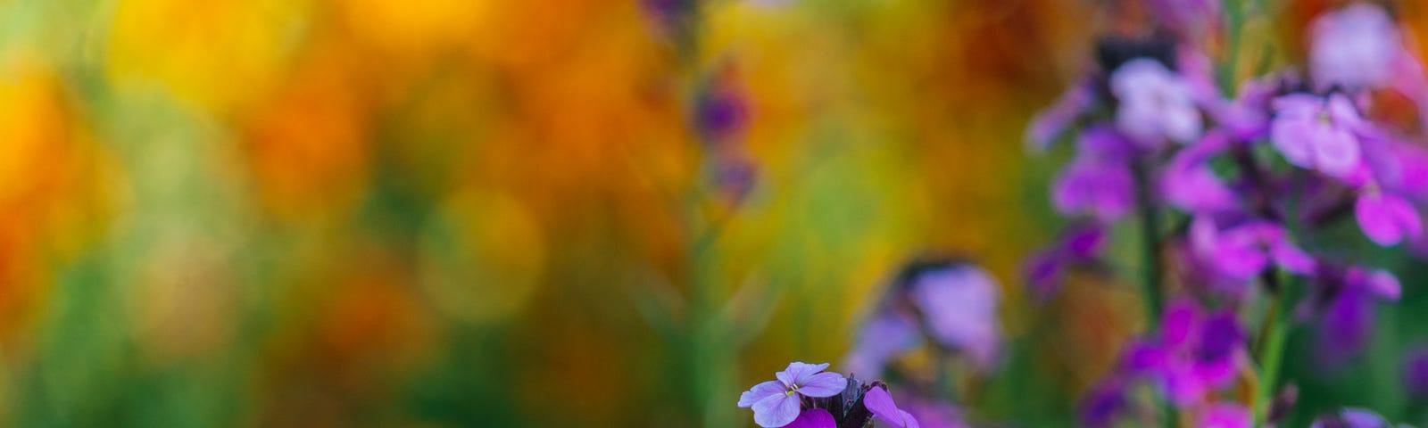 purple flowers in the foreground