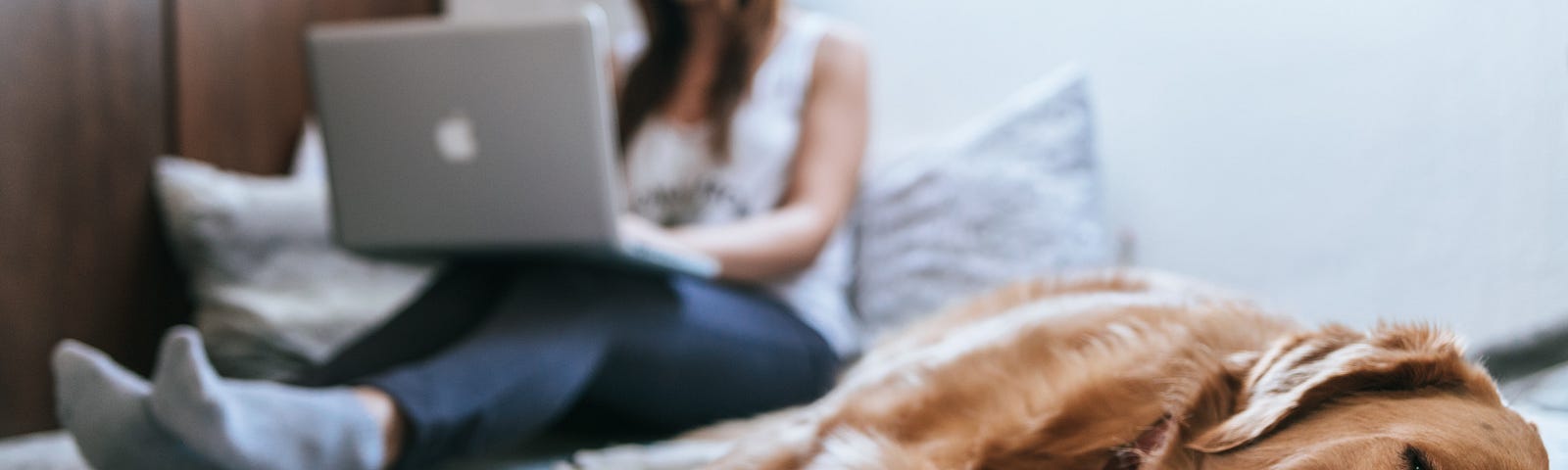 Tired dog rests on bed as woman works on laptop