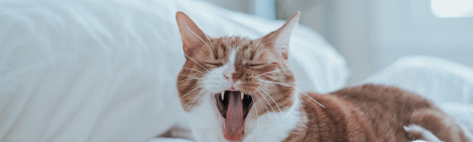 A yawning cat on a bed