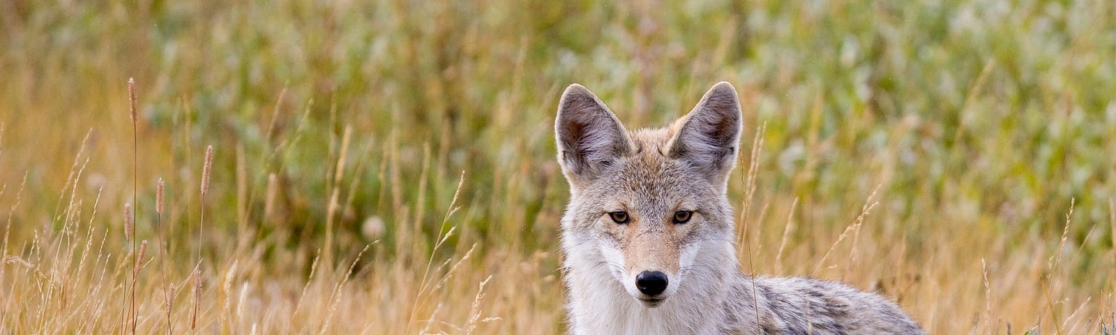 Coyote