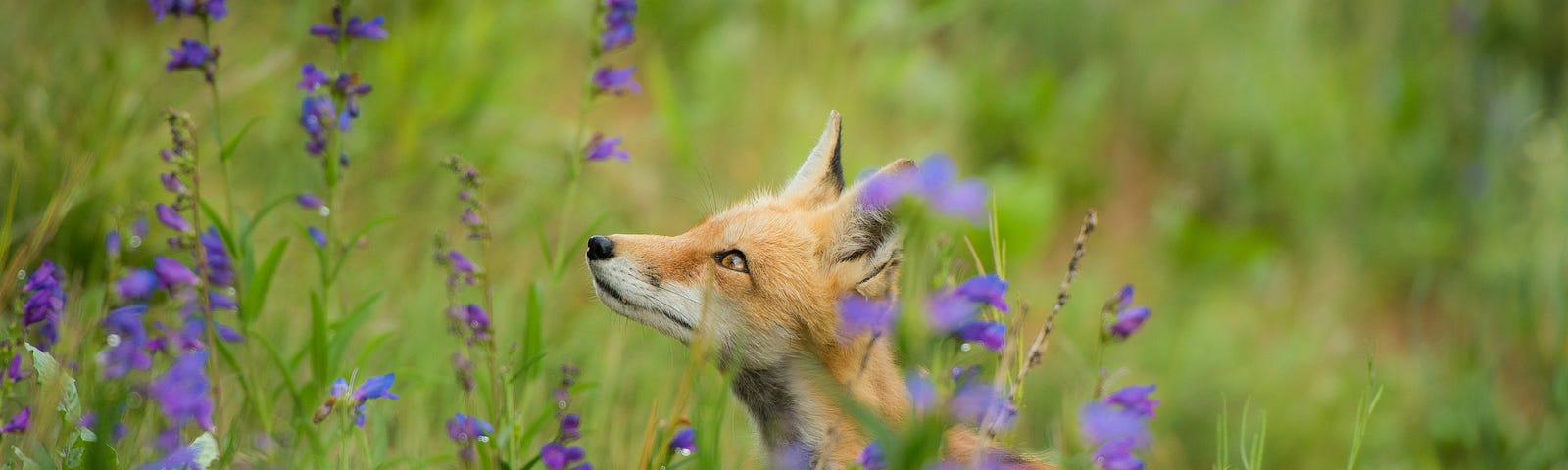 Fox in field of purple flowers