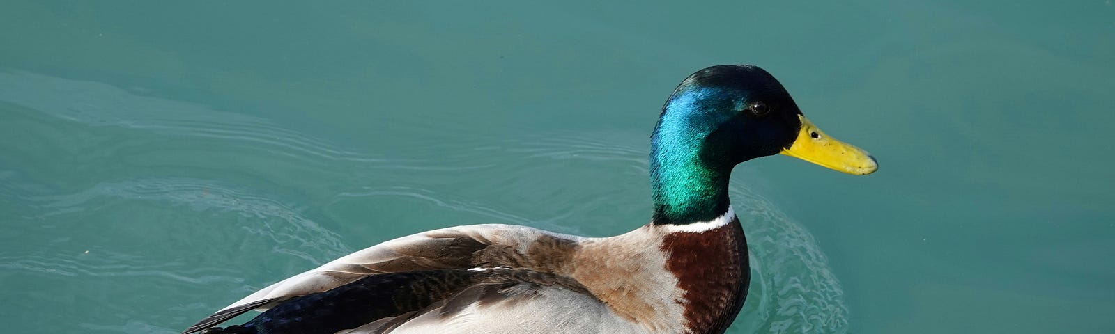 A duck paddling in the water