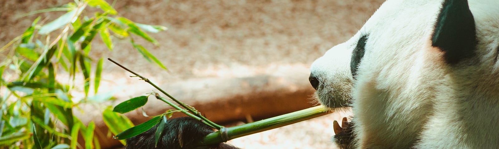 A panda silently sitting and enjoying its meal without being bothered!