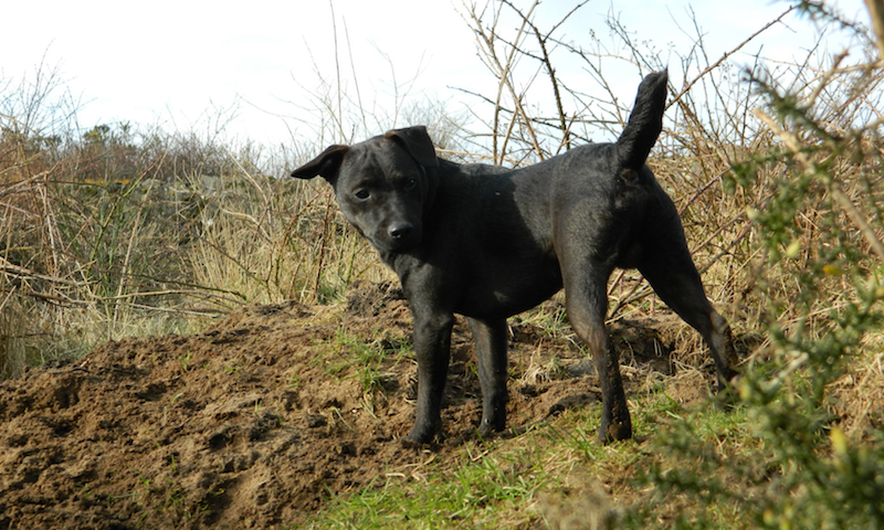 patterdale terrier ratting