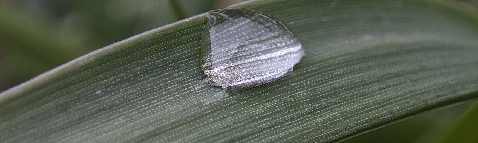 A drop of rain on the blade of grass.