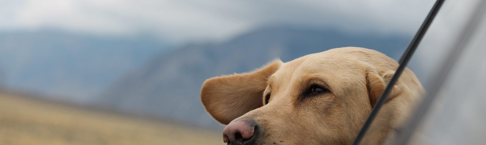 A labrador looking outside a car window while they drive in autumn.