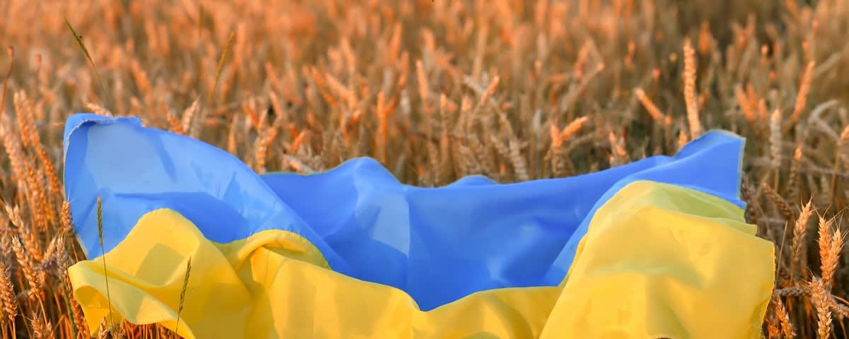 Ukraine flag resting on top of wheat in a field.