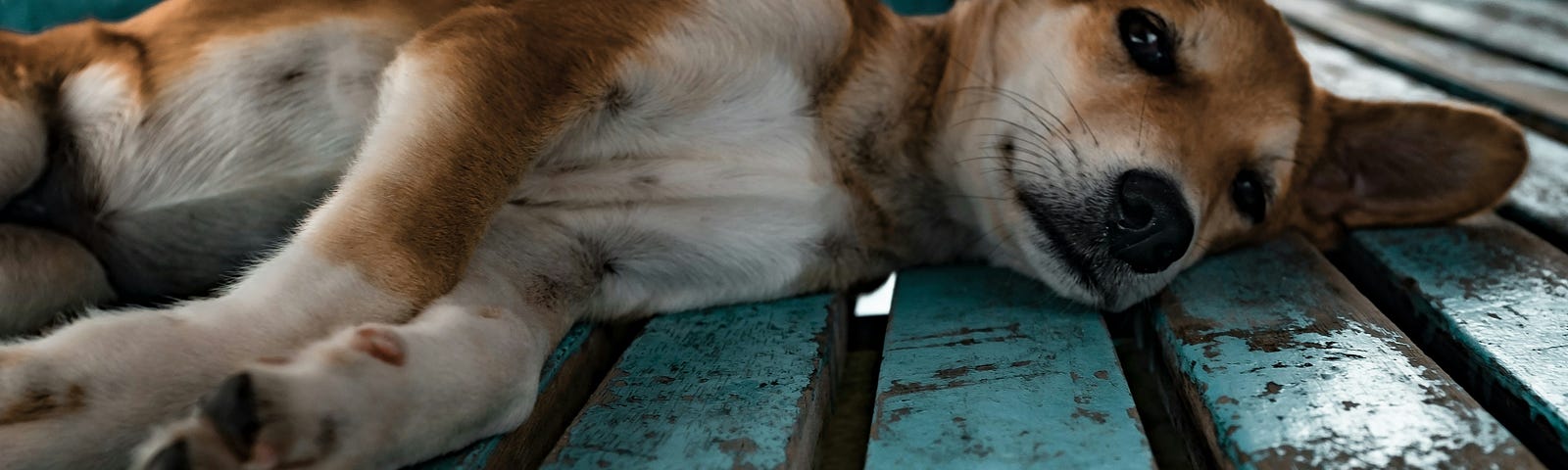 A relaxed dog lying on a weathered blue wooden bench, symbolizing the state of procrastination and the tendency to avoid tasks in favor of comfort and relaxation.