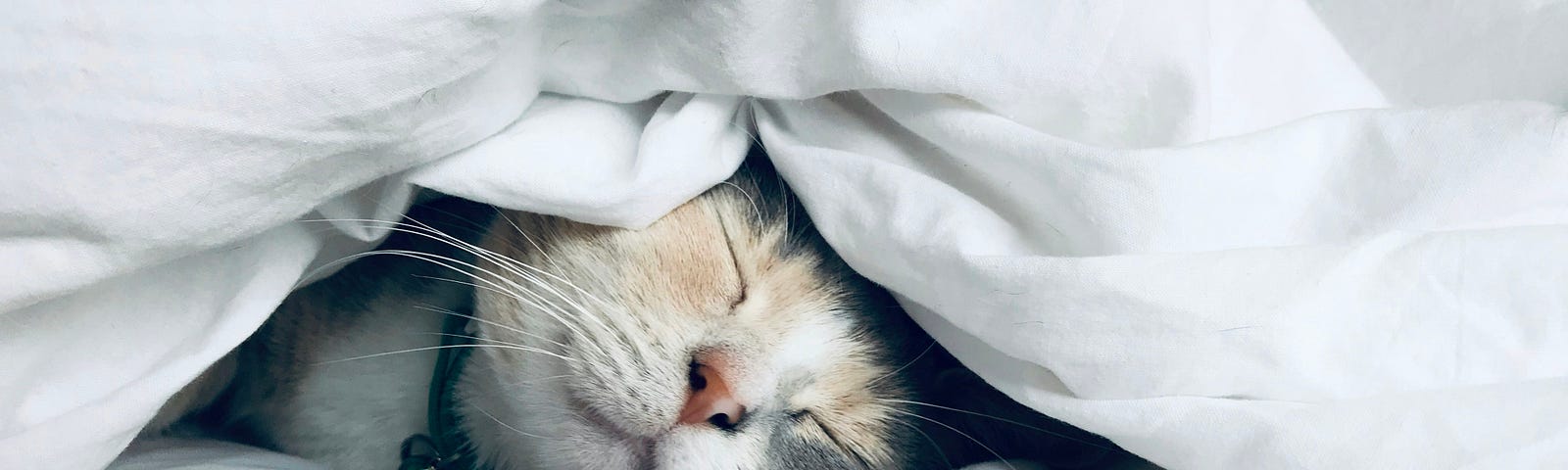 A white, grey and light brown cat, laying on the bed with its eyes closed. You can only see its head and it’s collar. The rest of the image is fluffy white sheets on the top and bottom of it.