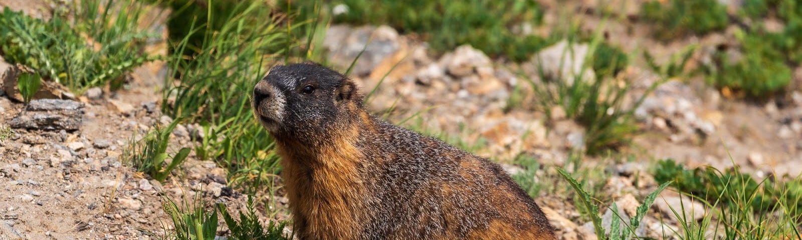 A yellow-bellied marmot seems to pose for a portrait.