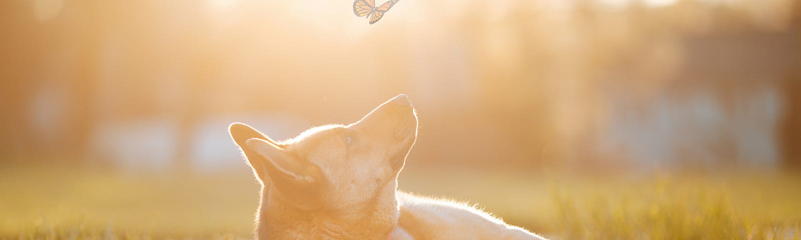 A dog lying on the grass, looking up at a butterfly overhead.
