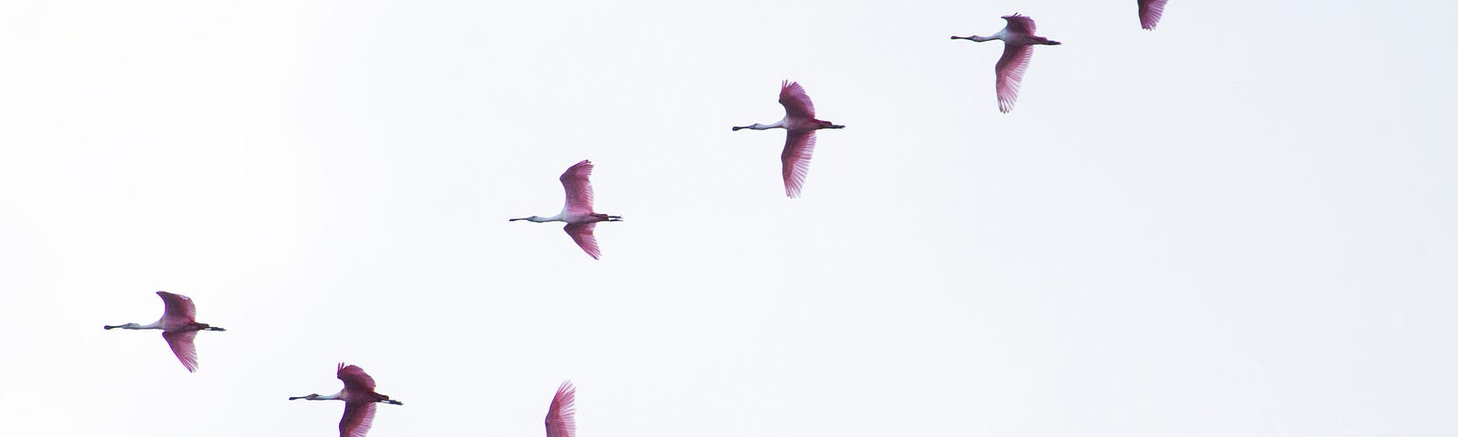 Image of birds flying symbolically suggesting migration