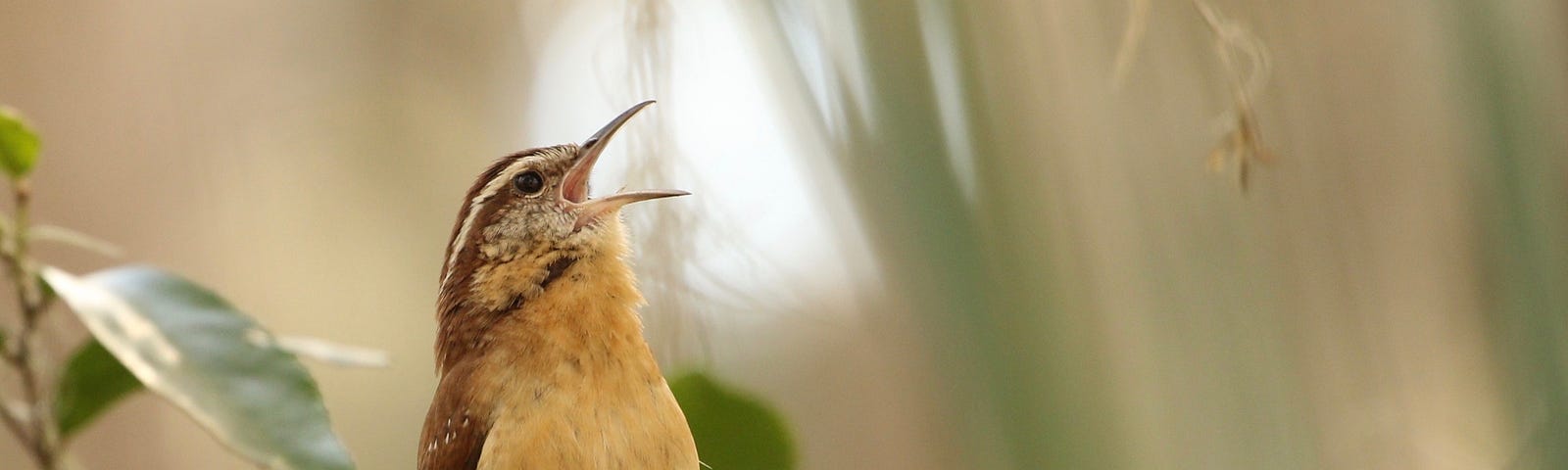 En hver fugl synger med sitt nebb.