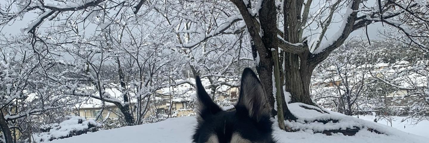 Gorgeous siberian husky in the snow