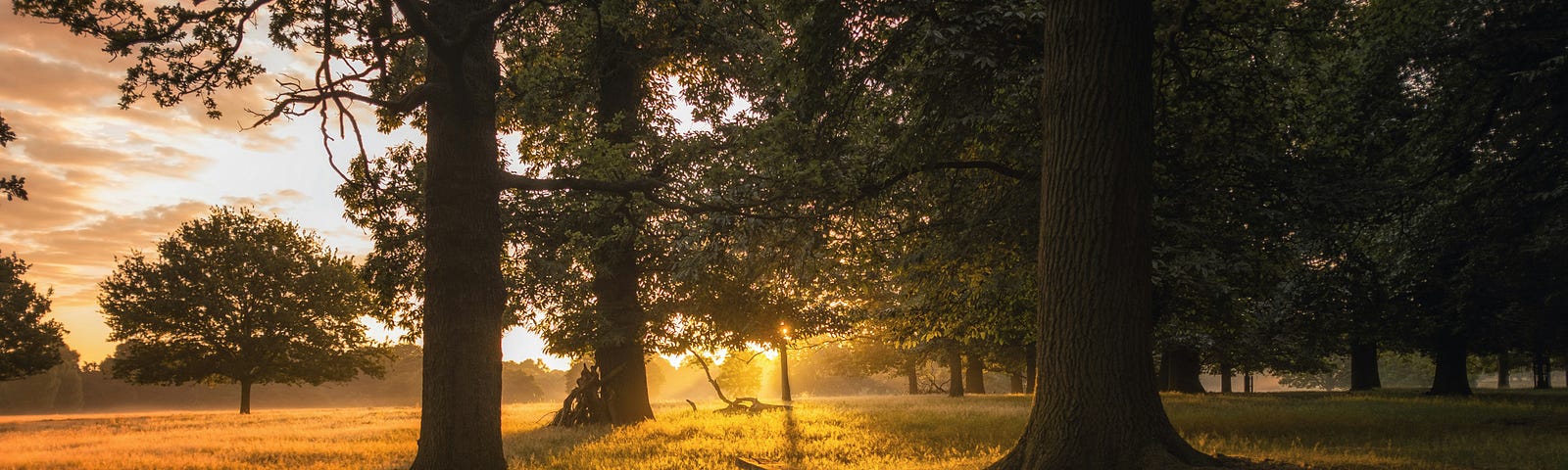 Sunrise through the trees in a field.