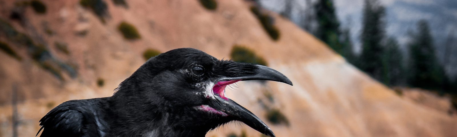 A traditionally appearing crow with open beak foregrounds a tgree-dotted bare mountain.