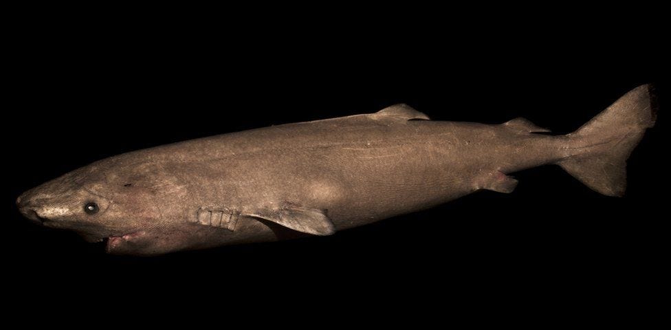 A gray greenland shark moves in the dark waters of the Arctic.