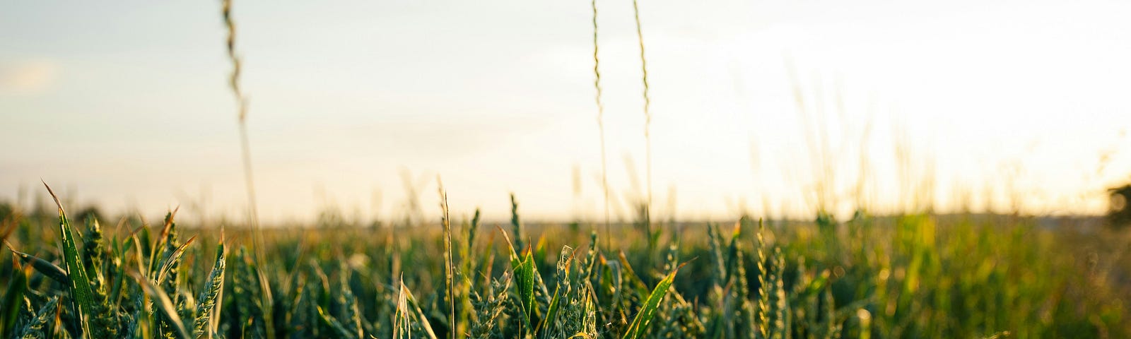 Corn in the sunshine