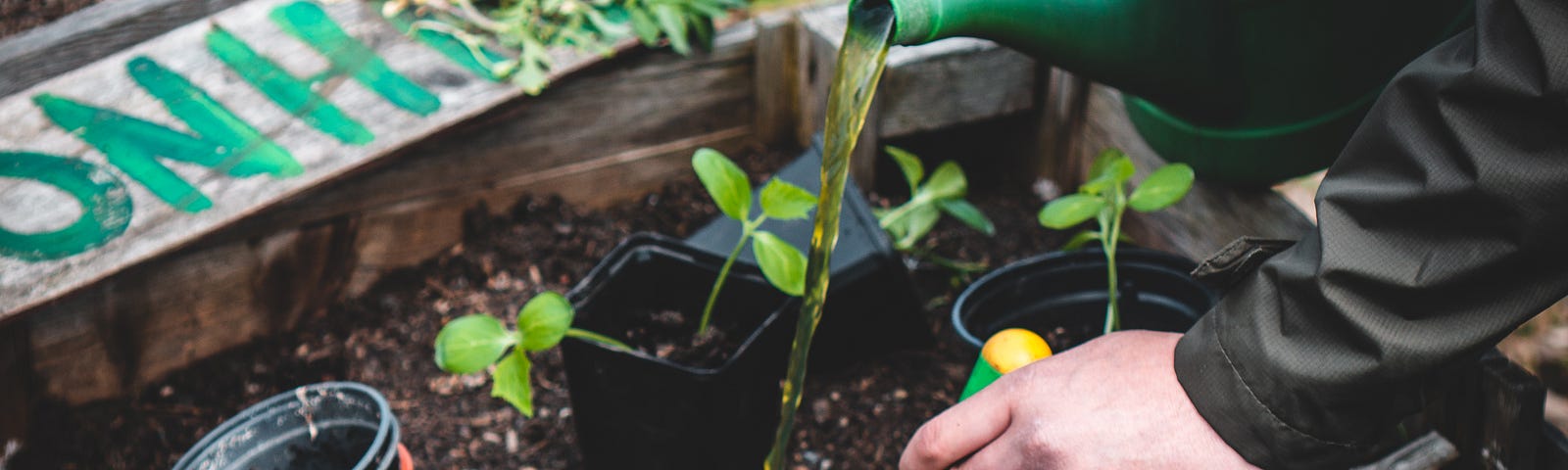 A person is digging a trowel into a fresh garden bed. The soil is rich and dark, and there are potted seedlings ready to transplant into the new earth. They are pouring liquid plant food into the ground to make it ready for the young plants.