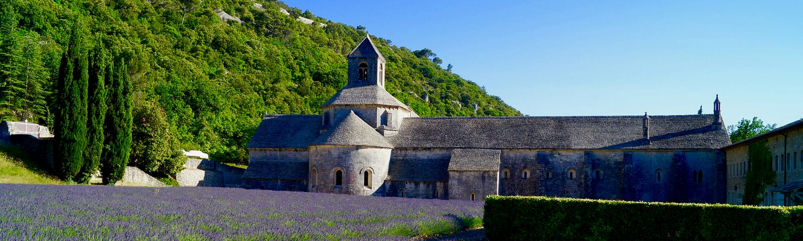 Neat rows of blooming lavender in France which are planted in front of an old stone building known as Senanque Abbey, with a blue sky above, dry dirt in the foreground, and a green and rocky hill sloping downward behind the Abbey.