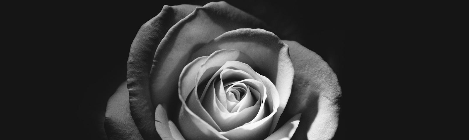 Black and white image of a flower.