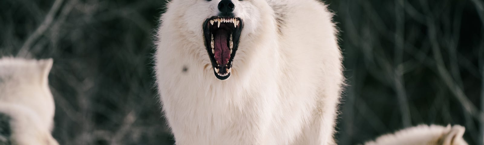 A large white wolf shows its fangs amongst other wolves.