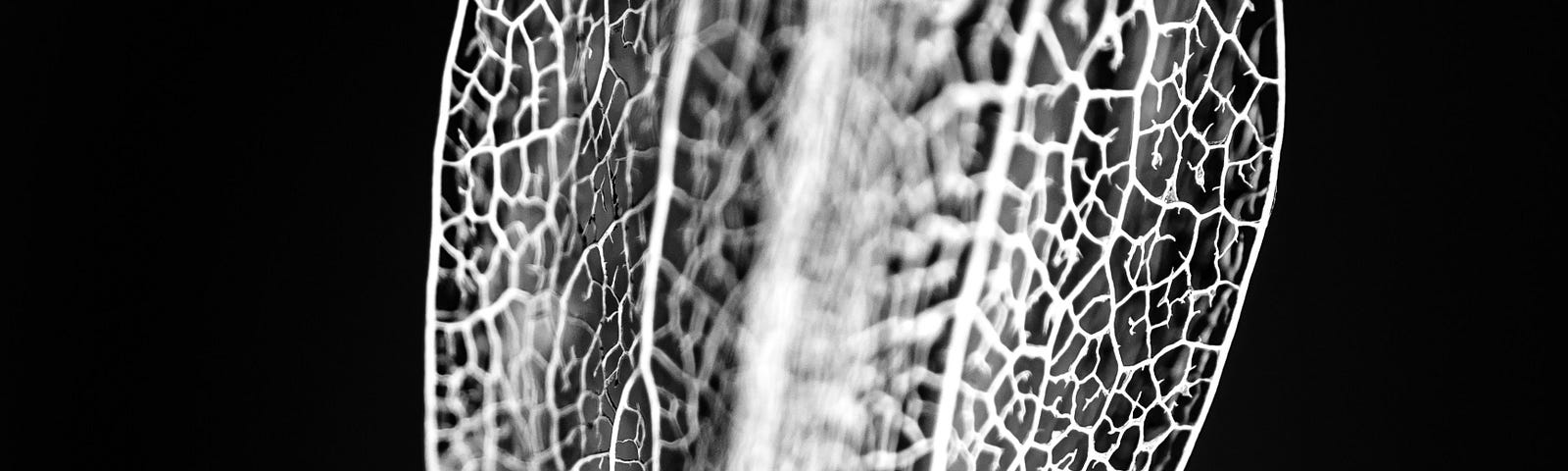 Filligree veins of a dried plant pod.