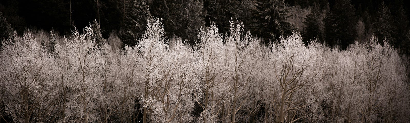 A cool sepia-like arrangement of trees lined up horizontally with tinted white branches