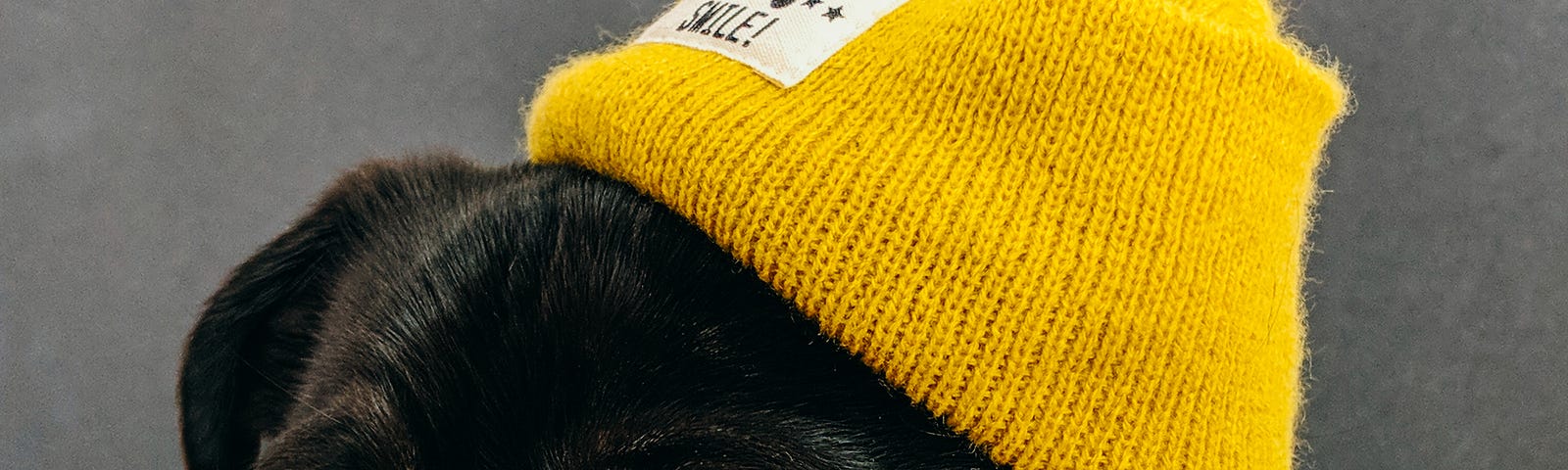A pug wearing a bright yellow toque