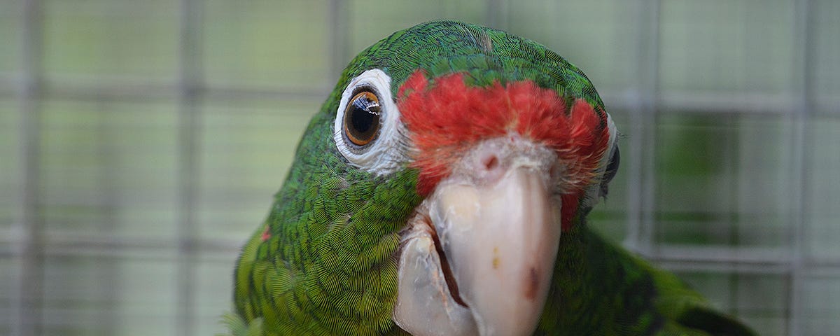 Puerto Rican parrot, Bosque del Estado, Maricao, Puerto Rico