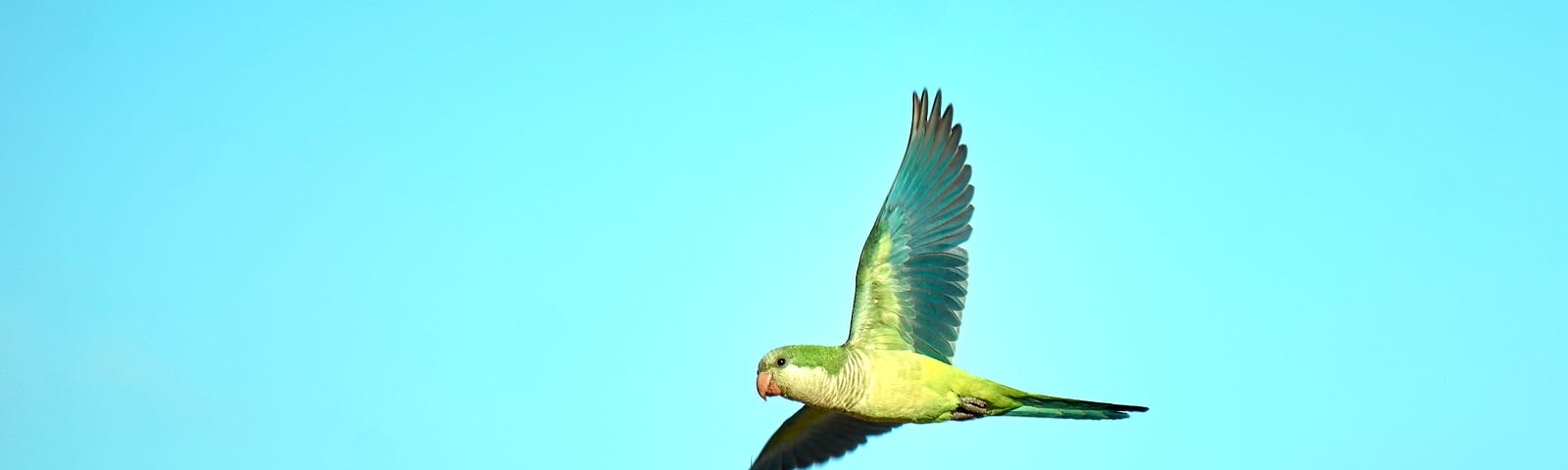 A parrot flying in a bright blue sky