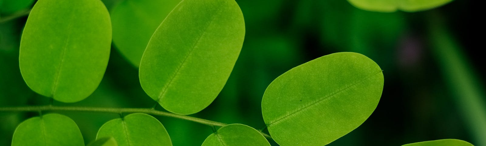 Moringa