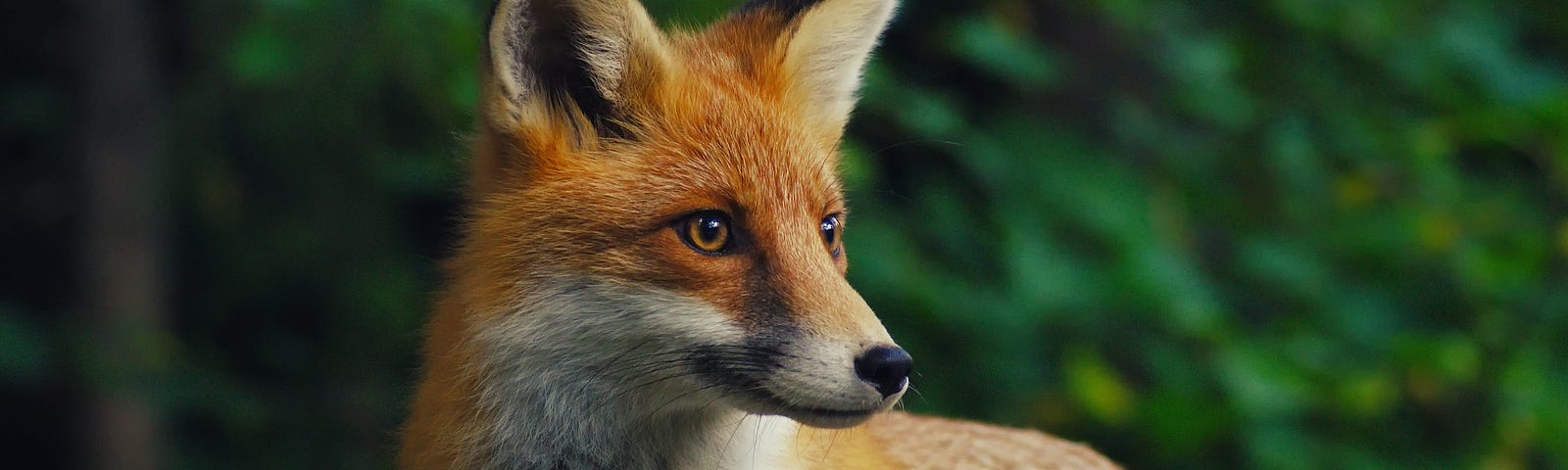 A fox against a green background